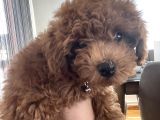 Ori̇ji̇nal Red Brown Toy Poodle