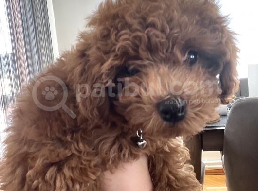 Ori̇ji̇nal Red Brown Toy Poodle görsel