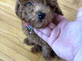 Ori̇ji̇nal Red Brown Toy Poodle