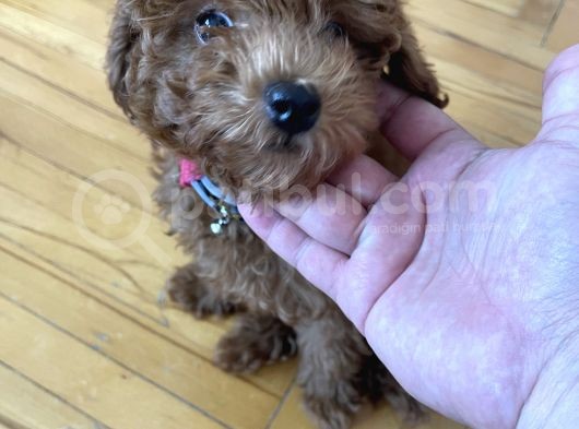 Ori̇ji̇nal Red Brown Toy Poodle görsel