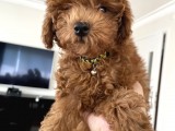 Ori̇ji̇nal Red Brown Toy Poodle