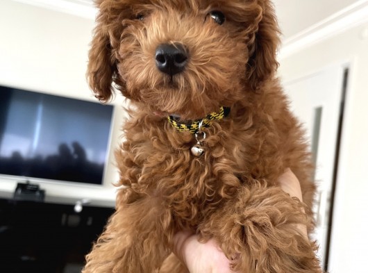 Ori̇ji̇nal Red Brown Toy Poodle görsel