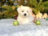 Kar Beyaz Irk Garantili Maltese Terrier Yavrular
