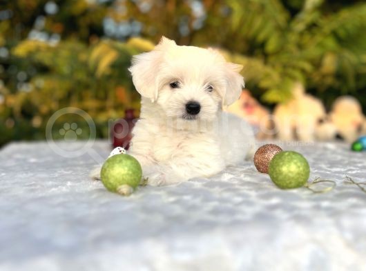 Kar Beyaz Irk Garantili Maltese Terrier Yavrular görsel