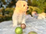 Kar Beyaz Irk Garantili Maltese Terrier Yavrular