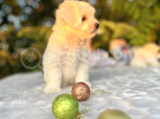 Kar Beyaz Irk Garantili Maltese Terrier Yavrular görsel