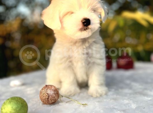 Kar Beyaz Irk Garantili Maltese Terrier Yavrular