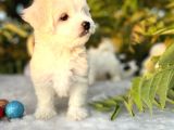 Kar Beyaz Irk Garantili Maltese Terrier Yavrular