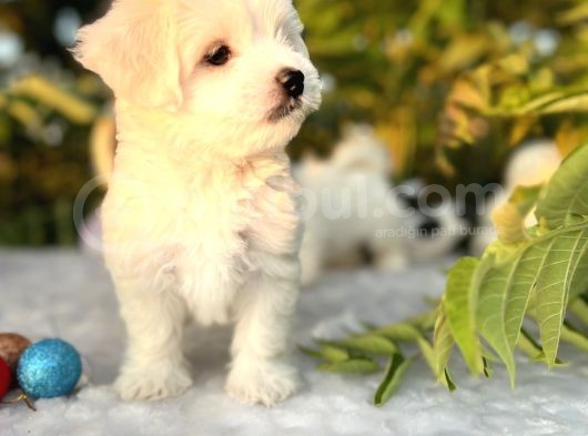 Kar Beyaz Irk Garantili Maltese Terrier Yavrular görsel