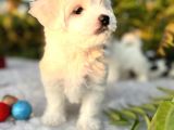 Kar Beyaz Irk Garantili Maltese Terrier Yavrular