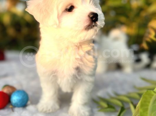 Kar Beyaz Irk Garantili Maltese Terrier Yavrular görsel