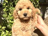Yurtiçi Yurtdışı Gönderim Sağladığımız Toy Poodle Yavrular