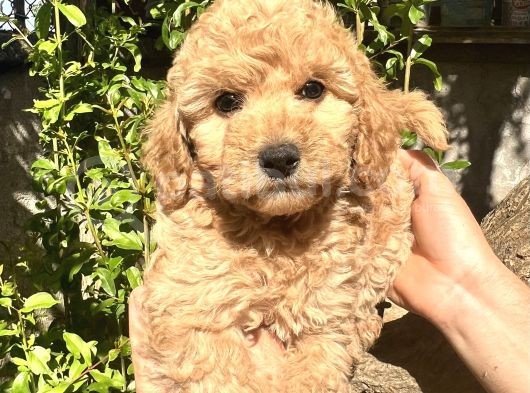 Yurtiçi Yurtdışı Gönderim Sağladığımız Toy Poodle Yavrular görsel