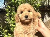 Yurtiçi Yurtdışı Gönderim Sağladığımız Toy Poodle Yavrular