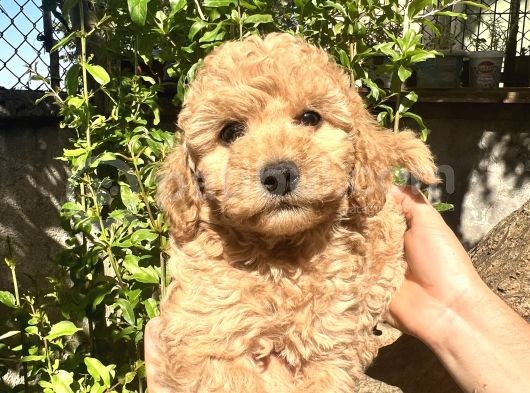 Yurtiçi Yurtdışı Gönderim Sağladığımız Toy Poodle Yavrular görsel