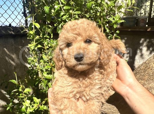 Yurtiçi Yurtdışı Gönderim Sağladığımız Toy Poodle Yavrular görsel