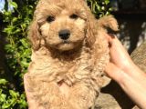 Yurtiçi Yurtdışı Gönderim Sağladığımız Toy Poodle Yavrular
