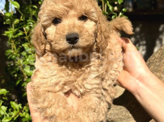 Yurtiçi Yurtdışı Gönderim Sağladığımız Toy Poodle Yavrular görsel