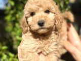 Yurtiçi Yurtdışı Gönderim Sağladığımız Toy Poodle Yavrular
