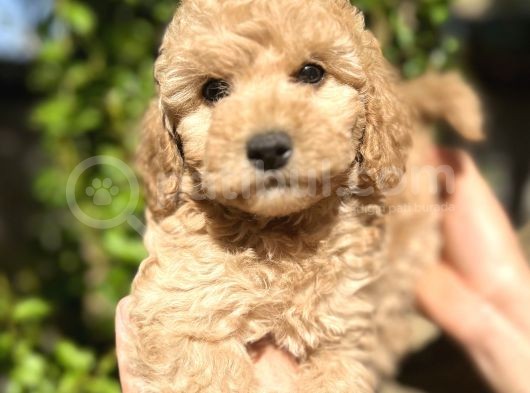 Yurtiçi Yurtdışı Gönderim Sağladığımız Toy Poodle Yavrular