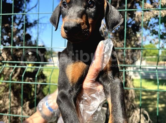 Atletik Vücuda Sahip Irk Garantili Doberman Yavrular görsel