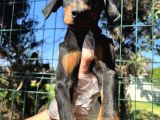 Atletik Vücuda Sahip Irk Garantili Doberman Yavrular