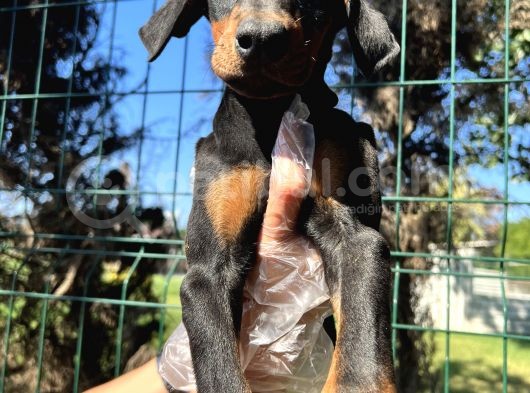 Atletik Vücuda Sahip Irk Garantili Doberman Yavrular görsel