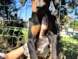 Atletik Vücuda Sahip Irk Garantili Doberman Yavrular