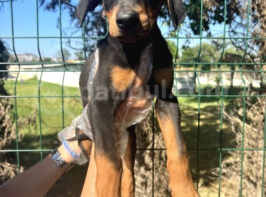 Atletik Vücuda Sahip Irk Garantili Doberman Yavrular görsel