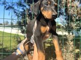 Atletik Vücuda Sahip Irk Garantili Doberman Yavrular