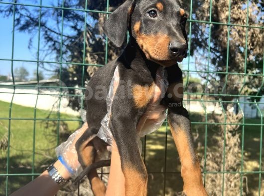 Atletik Vücuda Sahip Irk Garantili Doberman Yavrular görsel