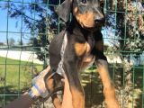 Atletik Vücuda Sahip Irk Garantili doberman Yavrular