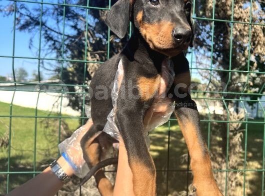 Atletik Vücuda Sahip Irk Garantili doberman Yavrular