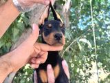 Doberman Yavrularımız Bursa Türkiye Tüm İller Ve Avrupaya  Gönderim Mevcuttur