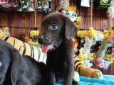 Chocolote Labrador Retri̇ever Irk Güzeli̇