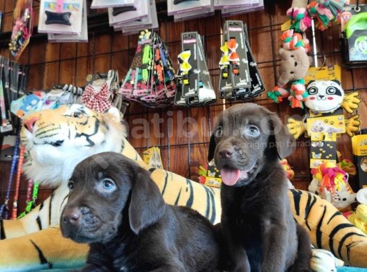 Chocolote Labrador Retri̇ever Irk Güzeli̇ görsel