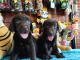 Chocolote Labrador Retri̇ever Irk Güzeli̇