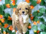 TEA CUP GARANTİLİDİ MALTİPOO YAVRULARI