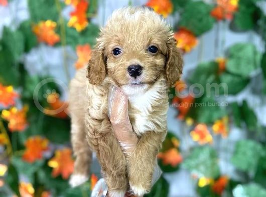 Tea Cup Garanti̇li̇di̇ Malti̇poo Yavrulari