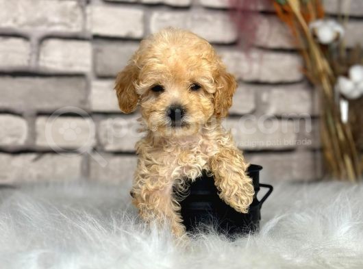 En Sevimli Saf Kan Toy Poodle Yavrular görsel