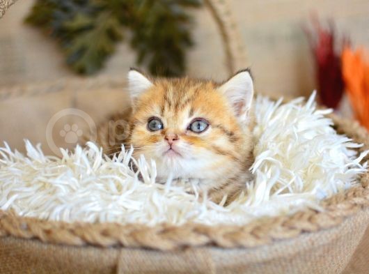 A Kalite Black Golden British Shorthair görsel