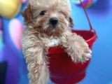 Teacup Büyümeyen Minik Poodlemix Maltipoo