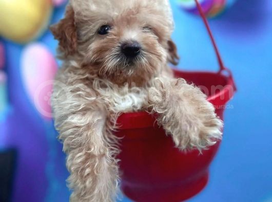 Teacup Büyümeyen Minik Poodlemix Maltipoo görsel