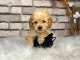 En sevimli saf kan toy Poodle yavrular