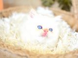 Karbeyaz Chinchilla Yavrumuz