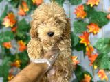 RED MİNYATÜR  POODLE YAVRULARI