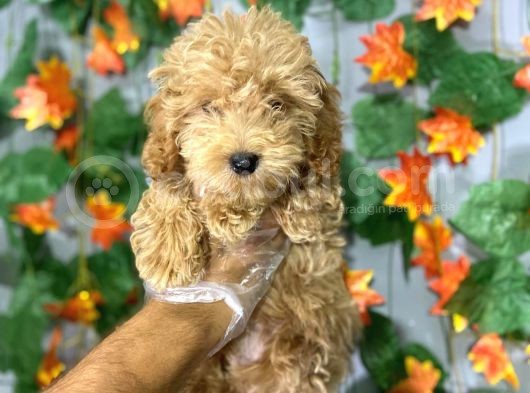 Red Mi̇nyatür  Poodle Yavrulari
