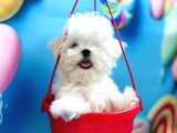 Kore Teacup Maltese Yavruları
