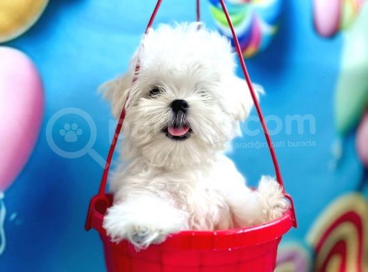 Kore Teacup Maltese Yavruları görsel