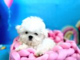 Kore teacup maltese yavruları